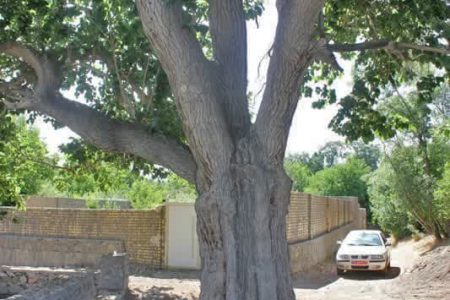 درخت توت واله روستای قُبادبِزَن در فهرست آثار میراث‌طبیعی ایران ثبت شد